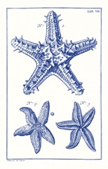 Blue Sea Stars V