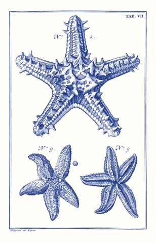 Blue Sea Stars V