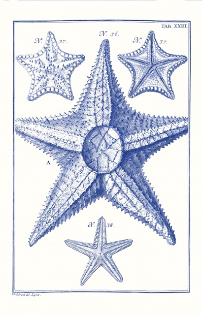 Blue Sea Stars VI