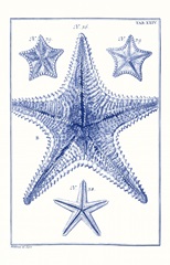 Blue Sea Stars VIII