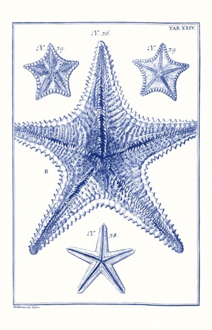 Blue Sea Stars VIII