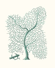 Antique Coastal Coral II