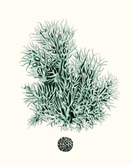 Antique Coastal Coral V