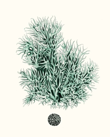 Antique Coastal Coral V