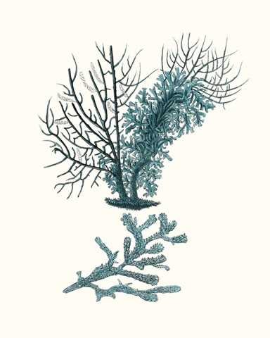 Antique Coastal Coral VI