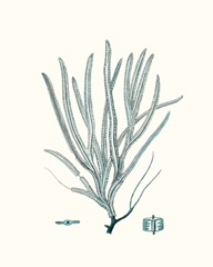 Antique Coastal Coral VII