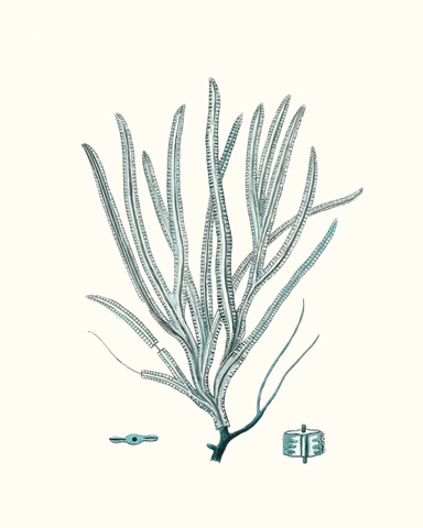 Antique Coastal Coral VII