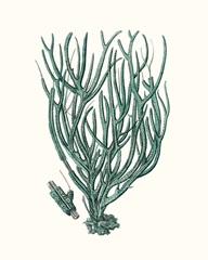 Antique Coastal Coral VIII