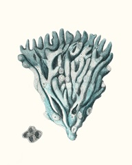 Antique Coastal Coral X