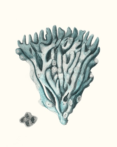 Antique Coastal Coral X