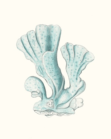 Antique Coastal Coral XI