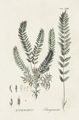 Astragalorum VI