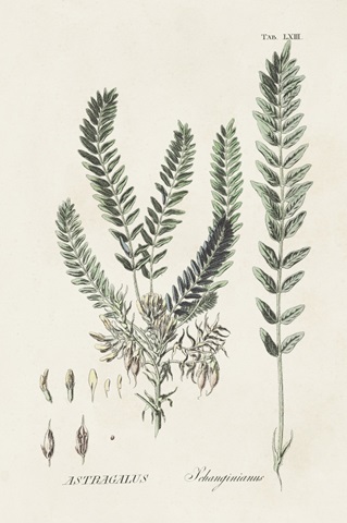 Astragalorum VI