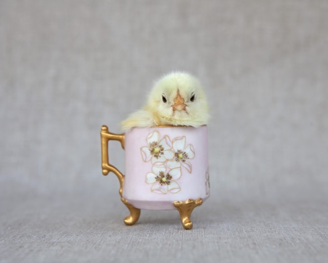 Chick in Pink Cup