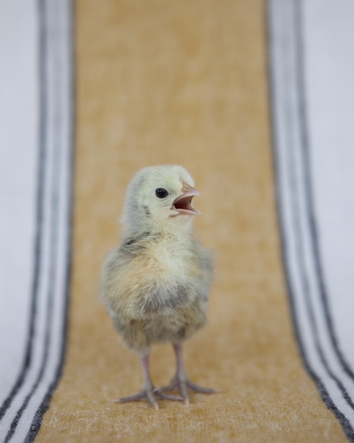 Chick on Ochre Napkin II
