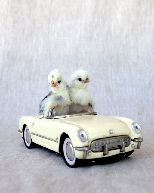 Chicks in Cream Car II