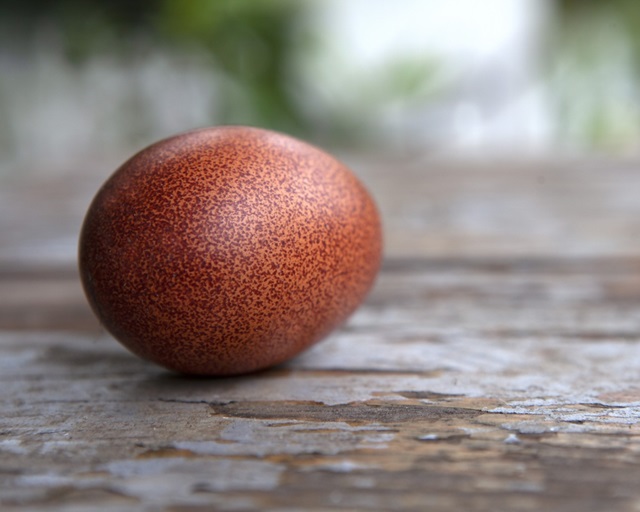 Egg on Wood