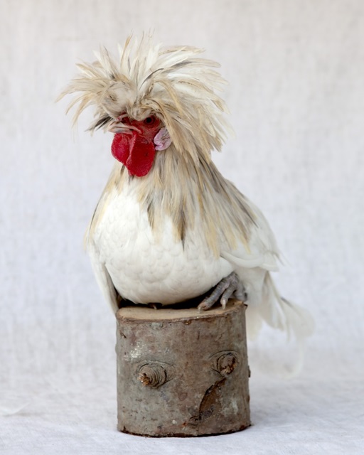 Rod the Rooster I