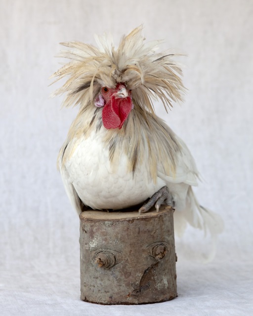 Rod the Rooster II