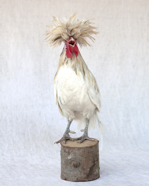 Rod the Rooster III