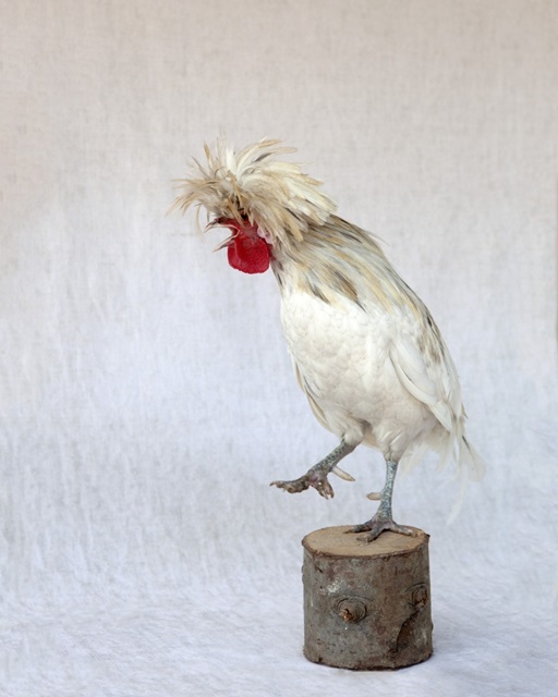 Rod the Rooster IV