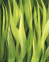 Blades of Grass I