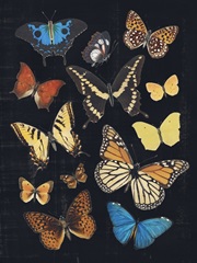 Collected Flutter IV