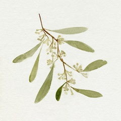 Eucalyptus Collection I