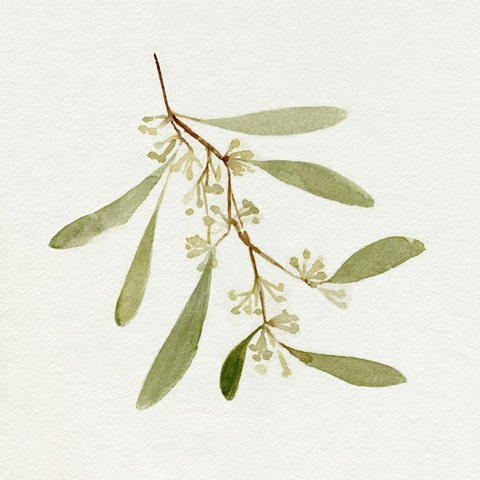 Eucalyptus Collection I