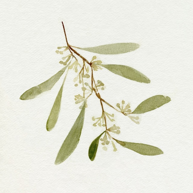 Eucalyptus Collection I