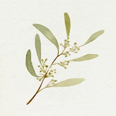 Eucalyptus Collection III