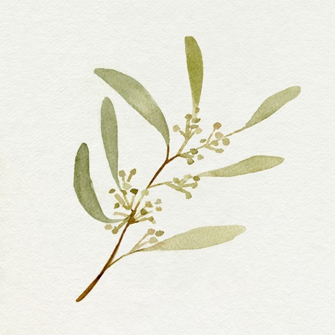 Eucalyptus Collection III