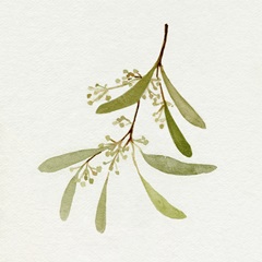 Eucalyptus Collection IV