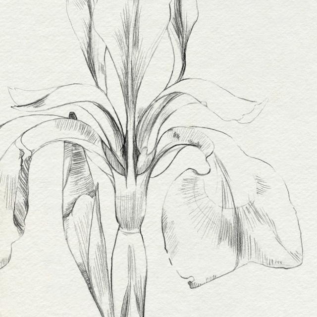 Iris Sketch O'keefe Crop I