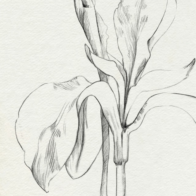 Iris Sketch O'keefe Crop II