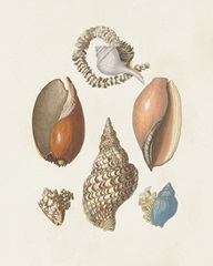 Knorr Shells & Coral I