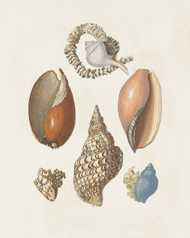 Knorr Shells & Coral I