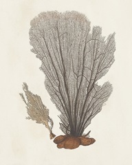 Knorr Shells & Coral III