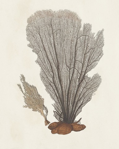 Knorr Shells & Coral III