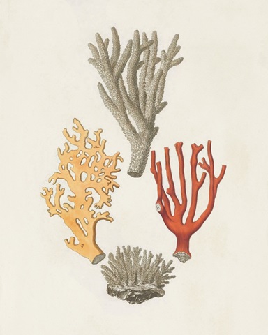 Knorr Shells & Coral IV