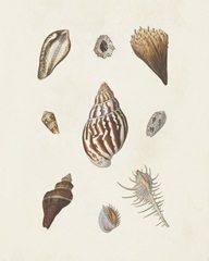 Knorr Shells & Coral IX