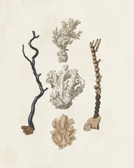 Knorr Shells & Coral V