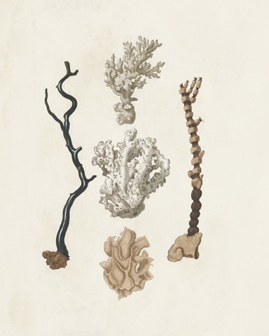 Knorr Shells & Coral V