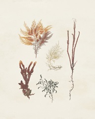 Knorr Shells & Coral VII