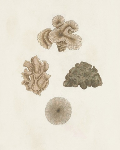 Knorr Shells & Coral VIII