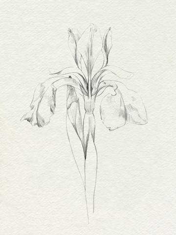 Neutral Iris Sketch I