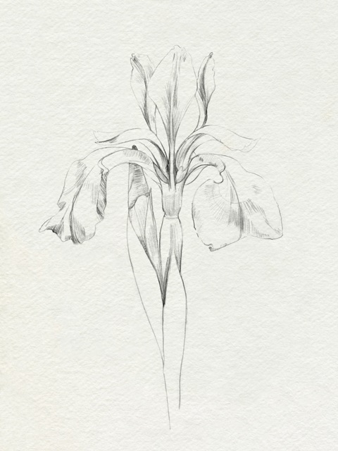 Neutral Iris Sketch I