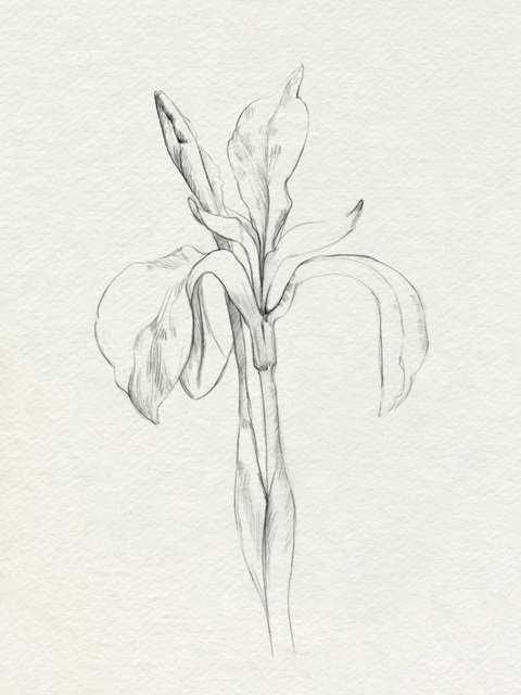 Neutral Iris Sketch II