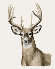 Handsome Whitetail I
