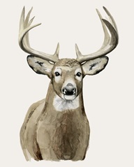 Handsome Whitetail II